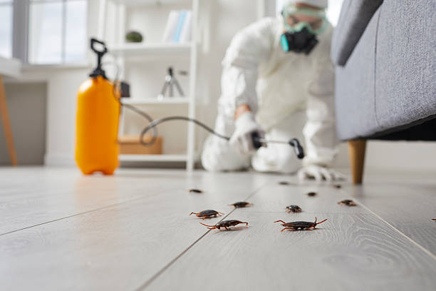 Affordable Termite Control solutions in Chalfant, CA